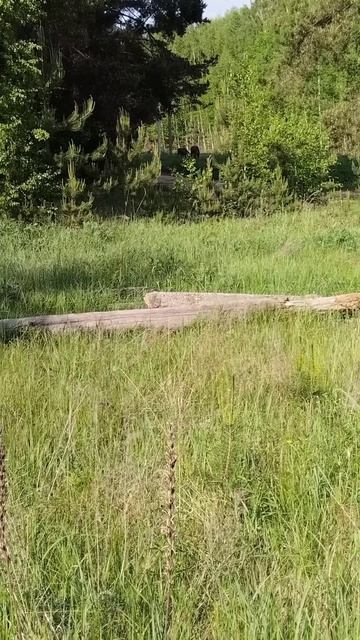 Лоси пасутся смотреть онлайн