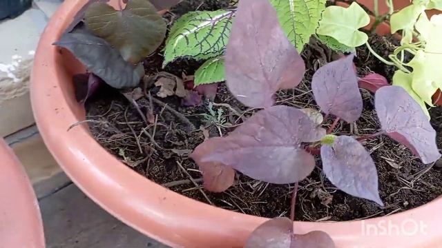 Композиция в кашпо с ИПОМЕЕЙ БАТАТ#идея#дача#декор#сад смотреть онлайн