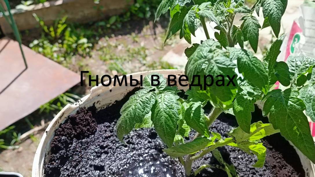 Высаживаю огурцы в парник и томаты в ведра смотреть онлайн