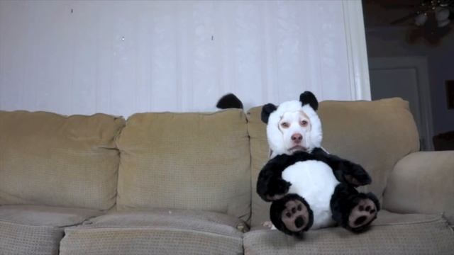 Best Dogs in Costumes Compilation! Funny Dogs Maymo, Penny & Potpie Dress Up for Halloween смотреть онлайн