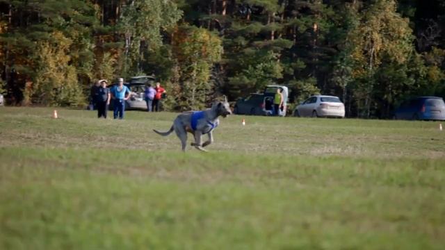 Кубок России по курсингу. Забег №33- DDR Eringer Sense (красн) х DDR Idalgo Justen (син)