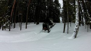 Тайга в Тайге