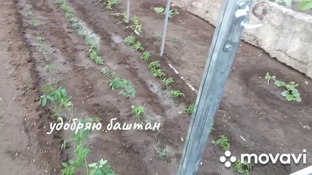 пора подкормить баштан селитрой, не хочет наращивать зелёную массу... смотреть онлайн