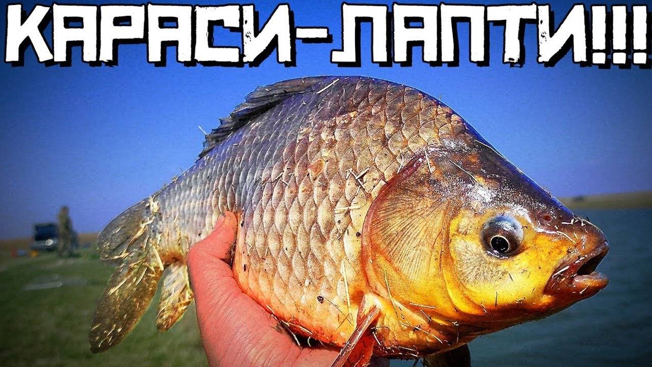 Руки болят от такого КЛЕВА! КОНСКИЙ КАРАСЬ ПОШЁЛ!!! ! Ловля карася весной