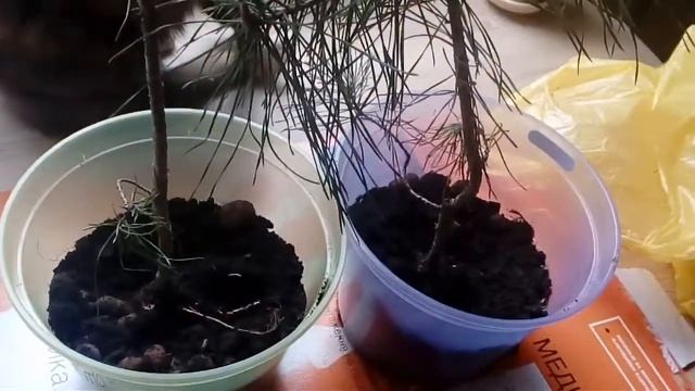 Посадка ёлочек в горшочки/Planting Christmas trees in pots🎅 смотреть онлайн