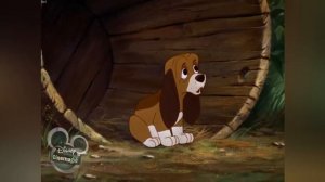 Лис и пёс. Лучшие друзья.