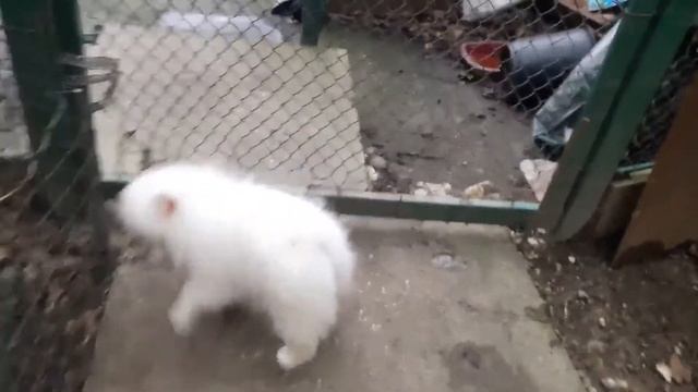 Шпиц. Белая девочка. смотреть онлайн