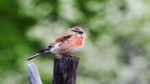 Пение птиц. Коноплянка