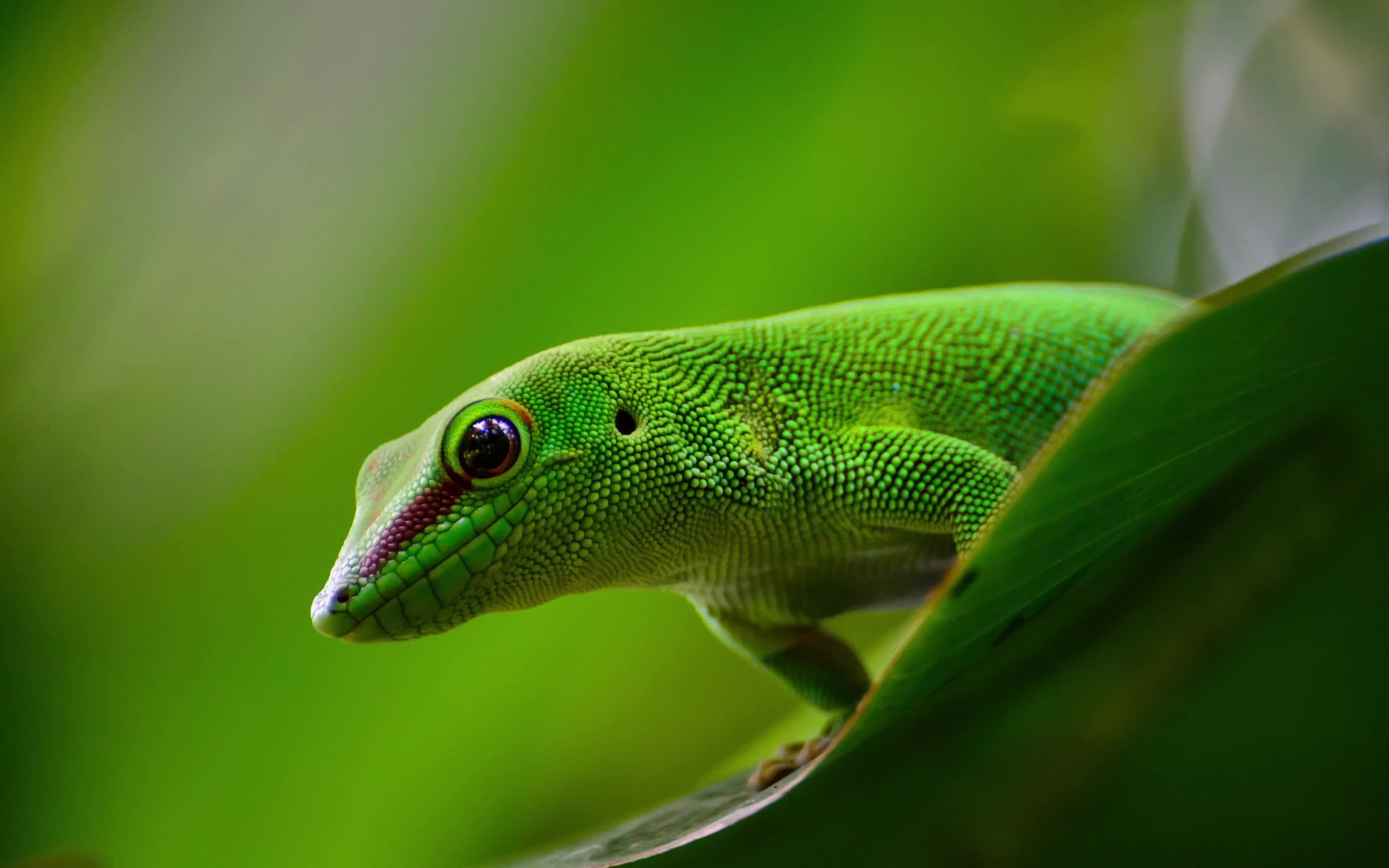 Gecko