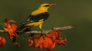 Пение птиц. Иволга - лесная флейта