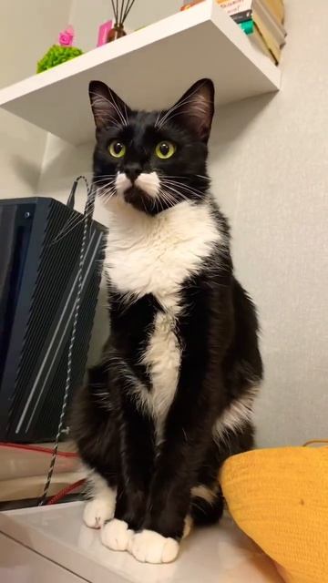 Мама сшила мне штаны из березовой коры😀 #cat #animals #кот #?