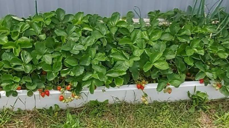 Встречаем лето. Прогулка по участку. 30.05.25 смотреть онлайн