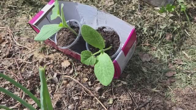 Сажаю кабачки в траву | урожай без хлопот и сорняков смотреть онлайн