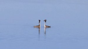 🐦Брачные игры птиц в Синьцзяне