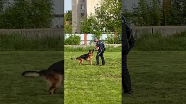 2 Отл. СС TOMAS v. Frosten +++ №9 / КЧК УФА 17 мая`25 Н.Морева Моно немецких овчарок