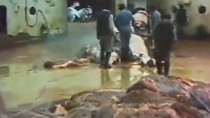 КИТОБОЙ. Прошлое и настоящее китобойного промысла