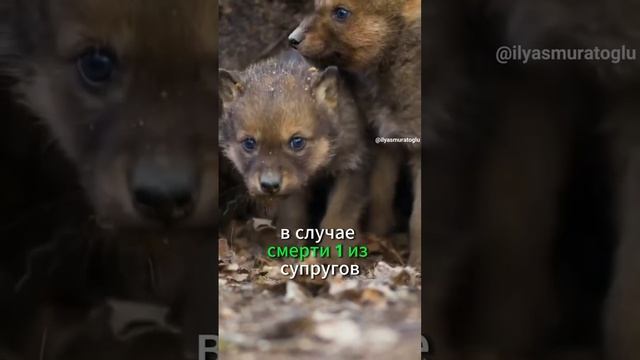 Волк есть волк👍🖤 смотреть онлайн