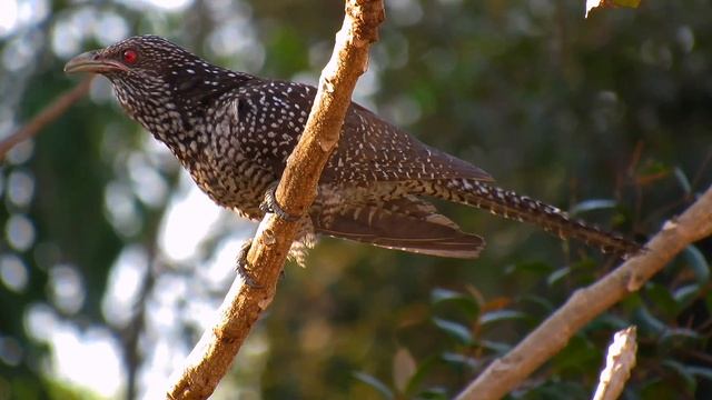 Дикая Индия. Пение самки коэля смотреть онлайн