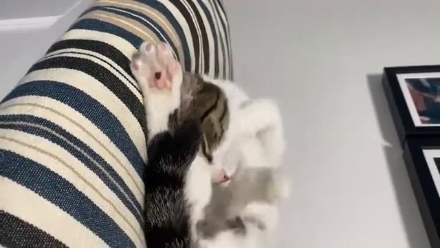 21.06.2020 - Кошка Васятка (теперь Мелисса) уехала домой! (видео из дома) смотреть онлайн