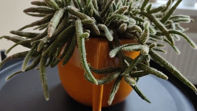 Рипсалис Хоррида (Rhipsalis Horrida) – удивительный кактус из джунглей