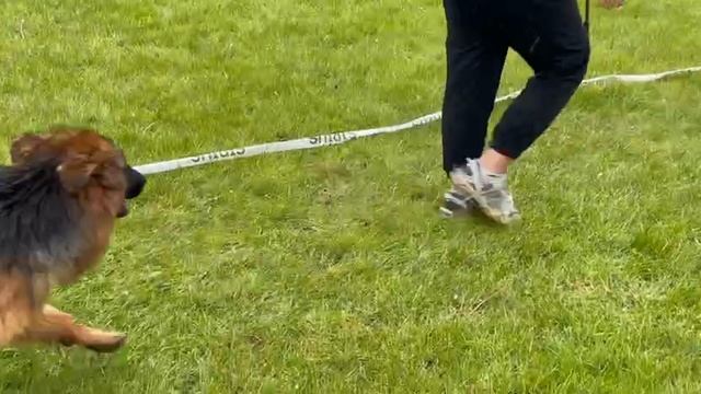 ЩЕНКИ СУКИ ДШ / КЧК+ БОРИСОВ (BY) 17 мая`25 M.Jovovic Моно немецких овчарок