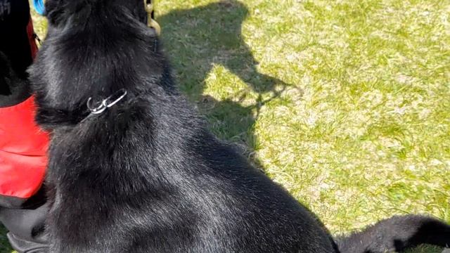 1.  выражено/перв ARKAN V. SILBERBACHTAL (Aaron v. Wackenhewwel – Cia v.d. Buchschmiede)