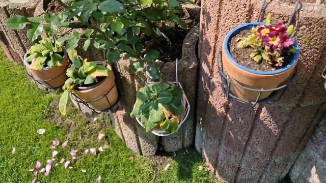 #ParfumaCollection розы. Первая волна цветения редких 27 июня 2024 г.Ч.2 Кто выдержал болезни.