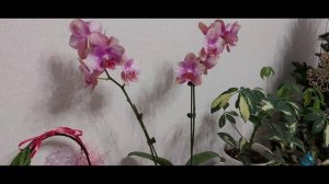 Орхидея Беби Динамит🌺.Что с ней делала.Небольшой обз?