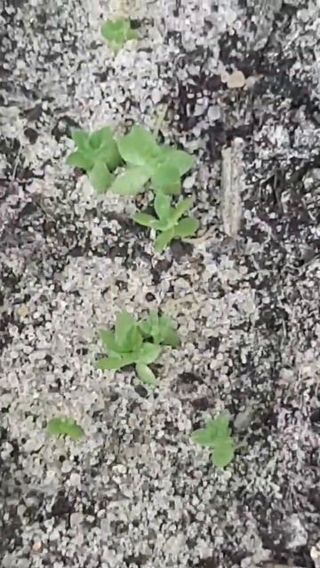 Пикировка(пересадка)молодило , посаженных из семян смотреть онлайн