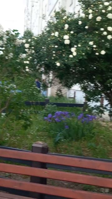 Сирень, розы, цветы Щекино тульская область