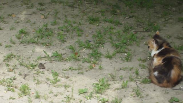 Том и Джери в реальности