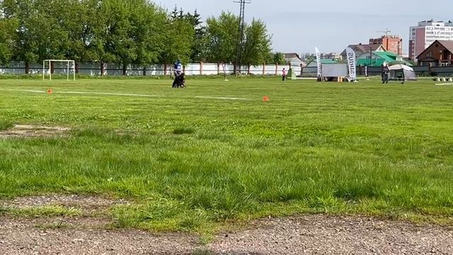 1 Отл. КЧК КЛИФОРД из Белого Яра +++ №27 / КЧК УФА 17 мая`25 Н.Морева Моно немецких овчарок