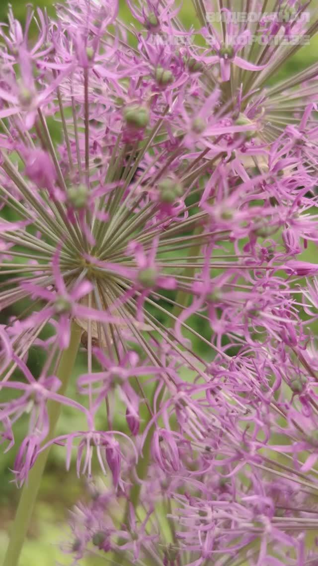 Сиреневое настроение: Вот что цветёт в семи минутах от дома — нежно и восхитительно! смотреть онлайн