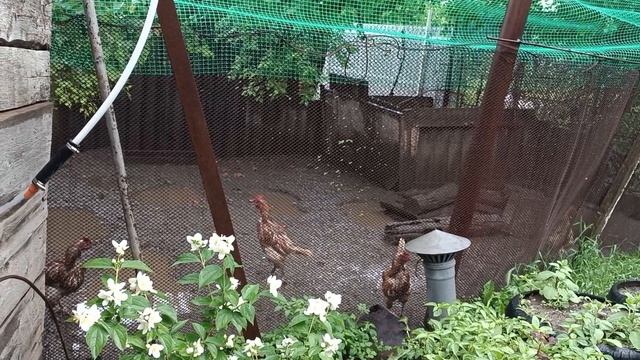 Динская, дождь. Дела домашние, нескончаемые. 30.05.25. смотреть онлайн