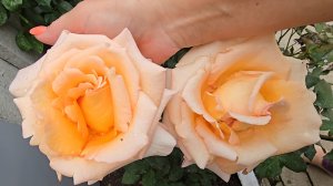 ✨️🌹Между нами Любовь!❤️✨️