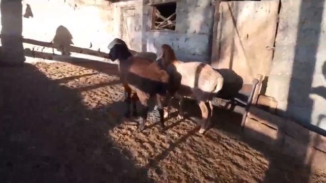 Линия Корабль Титаниктин балдары 6 айлыктар адрес Туп