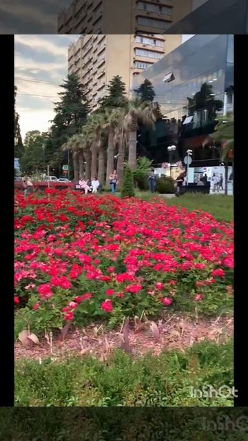 Сочи. Красивые 🌸🌺🌻🌹🌷🌼💐цветы! смотреть онлайн