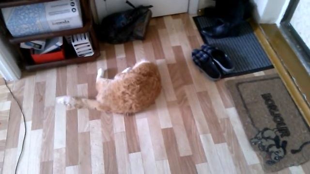 Кот под кайфом! смотреть онлайн