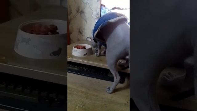 Посадил кота за стол, думаю пусть поест по-человечески смотреть онлайн