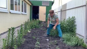 IMG_8498 ОСТАТКИ ТОМАТОВ ВСЕ ВЫСАДИЛА. ДАЛЬШЕ БУДУ ОТДЫХАТЬ.