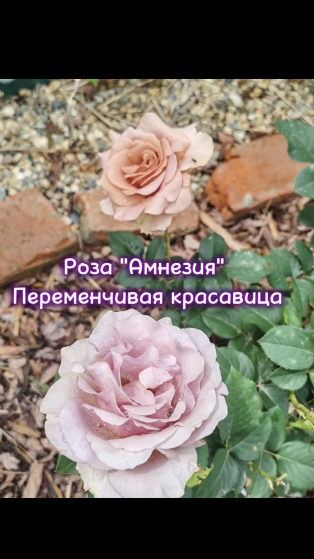 Роза Амнезия amnesia смотреть онлайн
