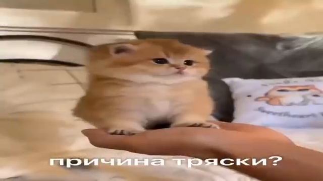(Nonamety) Это ивент захейтили все,Но я....