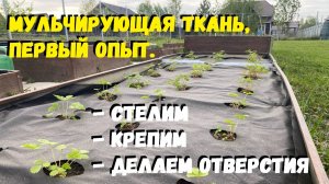 Мульчирующая ткань, первый опыт. Стелим, крепим, делаем отверстия