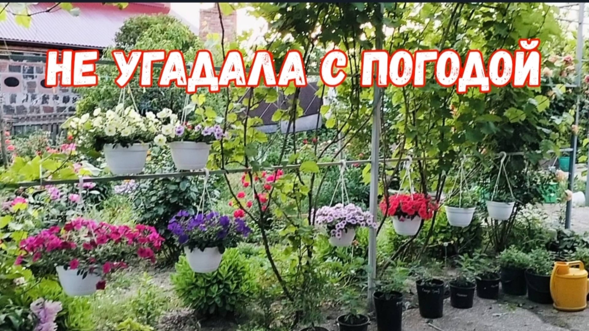 #30🌷29 мая.Не угадала с погодой/Напрасная обработка/Собираем черешню/Постирала ковры смотреть онлайн
