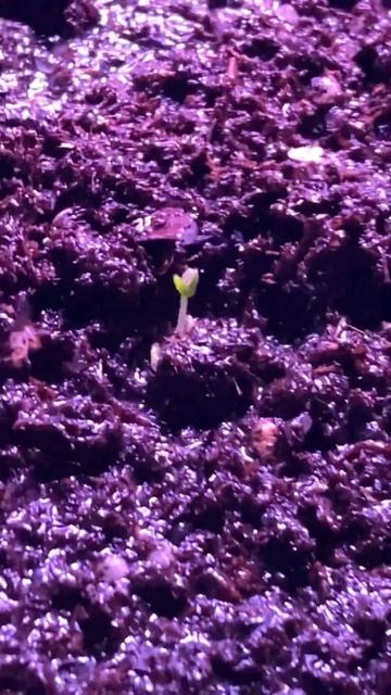 Бакопа 4 дня. Первые всходы смотреть онлайн