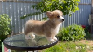 Самый красивый щенок корги