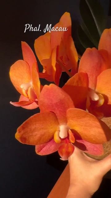 Phal. Macau усыпанный блестками нереально яркий сложный цв смотреть онлайн