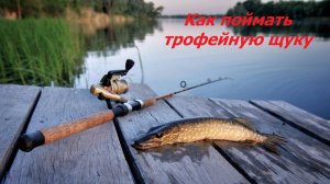 ТРОФЕЙНАЯ ЩУКА В ИЮНЕ! КАК ЛОВИТЬ ЩУКУ летом? МЕСТА и ПРИМАНКИ для ЛОВЛИ ЩУКИ. ВРЕМЯ КЛЁВА ЩУКИ