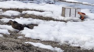 Весенняя охота на уток 2025 Якутия