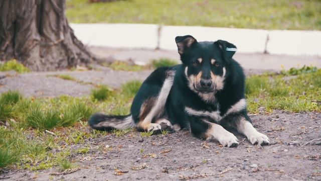 Пес жив более 5 лет на цепи и отзывался на нецензурные слов. Когда он пытался…! смотреть онлайн